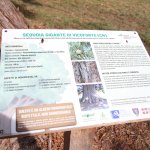 Il cartello che identifica la sequoia fra le piante nell'elenco degli alberi monumentali d'Italia